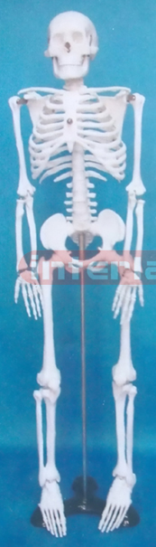 85 CM TALL ADULT SUPER WHITE COLOUR HUMAN SKELETON WITH IRON STAND